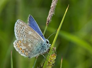 Polyommatus thersites