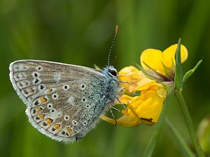 Polyommatus thersites