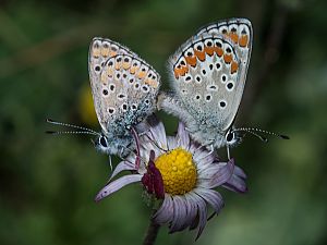 Polyommatus thersites