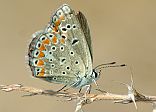 Polyommatus thersites