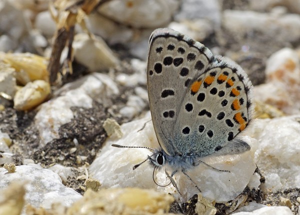 Pseudophilotes bavius