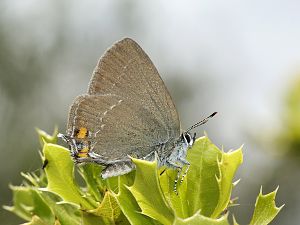 Satyrium acaciae