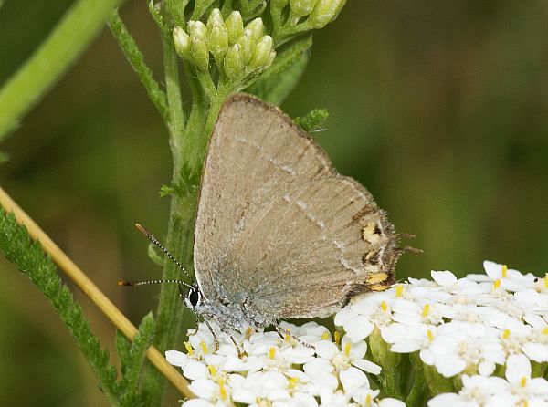 Satyrium acaciae