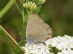 Satyrium acaciae