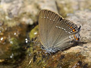 Satyrium ilicis