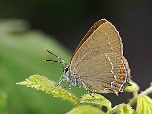 Satyrium ilicis