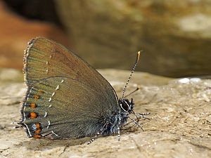 Satyrium ilicis