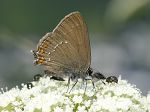 Satyrium ilicis