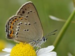 Satyrium ledereri