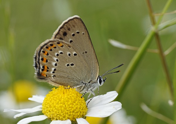 Satyrium ledereri