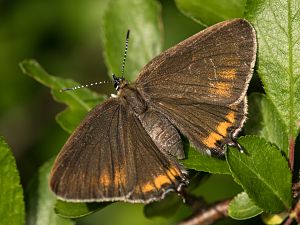 Satyrium pruni