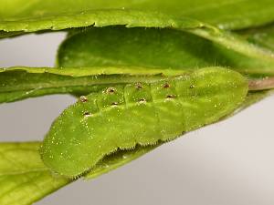 Satyrium pruni