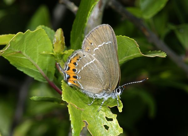 Satyrium pruni