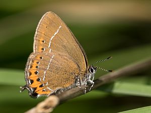 Satyrium pruni