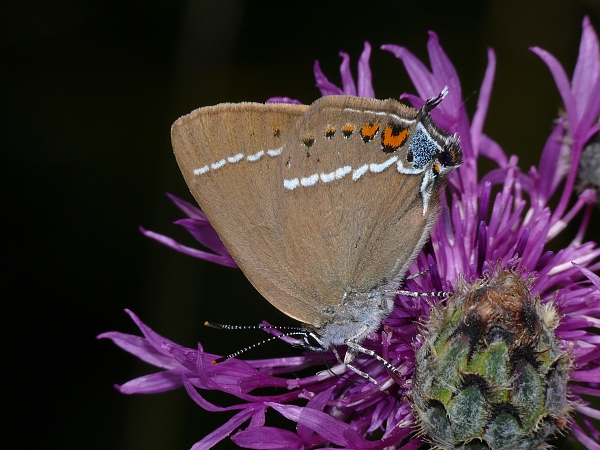 Satyrium spini