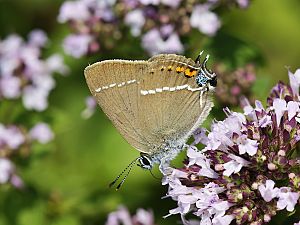 Satyrium spini