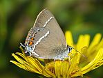 Satyrium spini