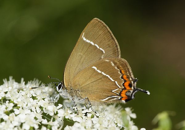 Satyrium w-album