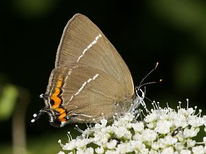 Satyrium w-album