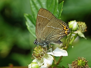 Satyrium w-album