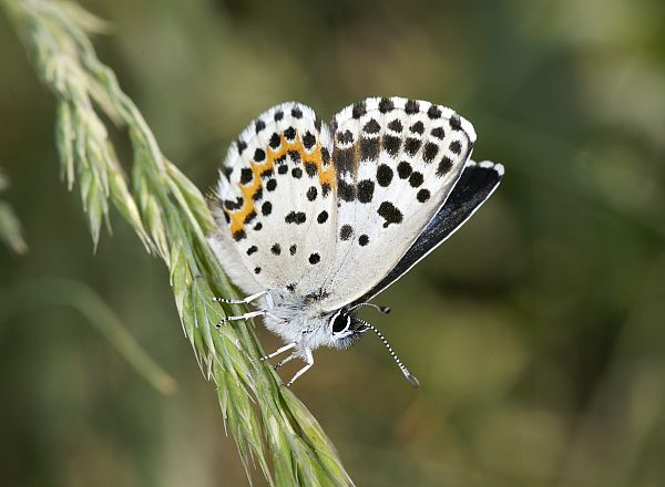 Scolitantides orion