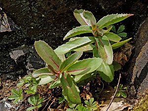 Sedum telephium