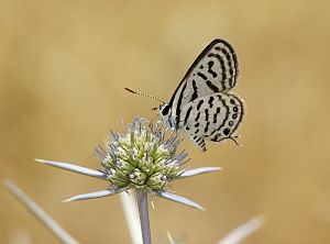 Tarucus balkanicus