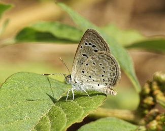 Zizeeria knysna