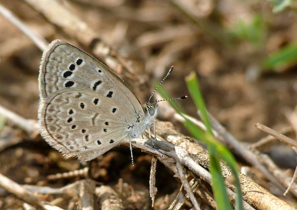 Zizeeria knysna