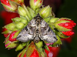 Abrostola tripartita