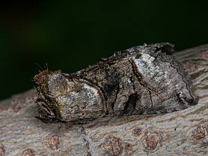 Abrostola tripartita