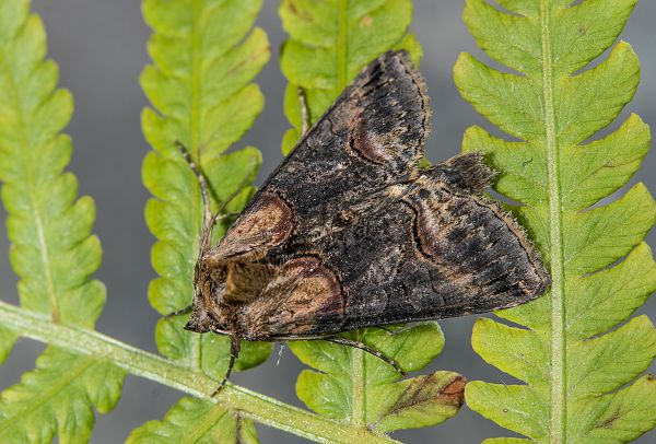 Abrostola triplasia