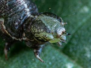 Abrostola triplasia Raupe