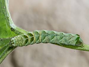 Abrostola triplasia