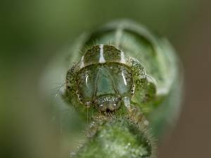 Abrostola triplasia