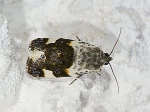 Acontia lucida