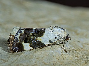 Acontia lucida