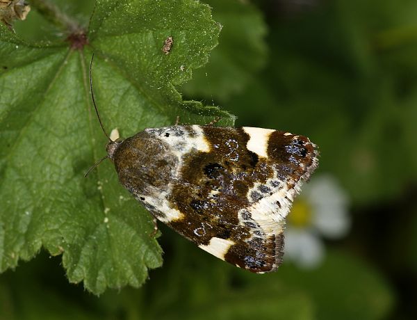 Acontia lucida