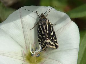 Acontia trabealis