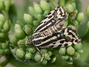 Acontia trabealis