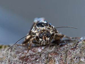 Acontia trabealis