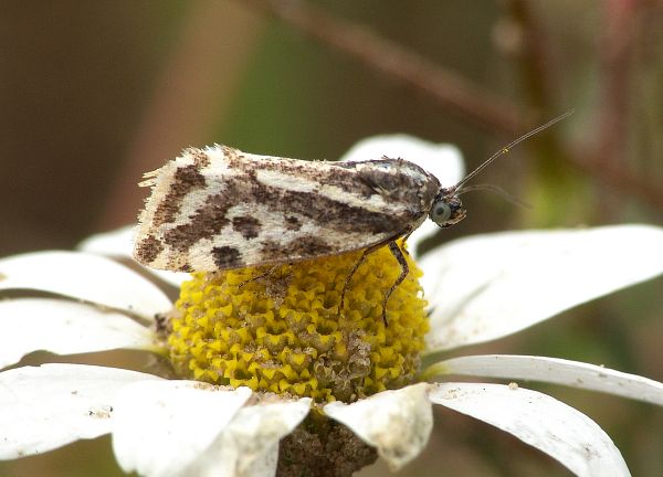 Acontia trabealis