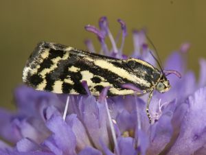 Acontia trabealis