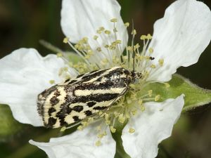 Acontia trabealis