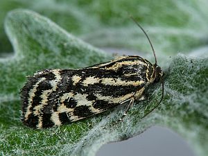 Acontia trabealis