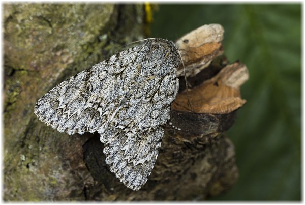 Acronicta aceris