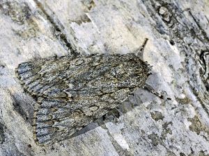 Acronicta aceris