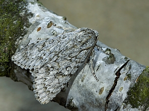 Acronicta aceris