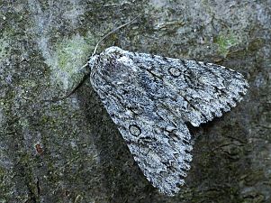 Acronicta aceris