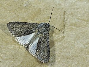 Acronicta aceris